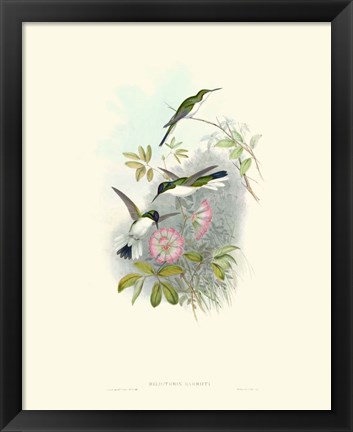 Framed Hummingbird Delight VIII Print