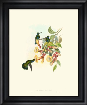Framed Hummingbird Delight IX Print