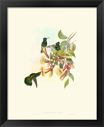 Framed Hummingbird Delight IX Print