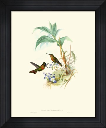 Framed Hummingbird Delight X Print