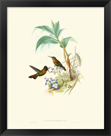 Framed Hummingbird Delight X Print