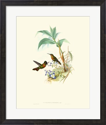 Framed Hummingbird Delight X Print