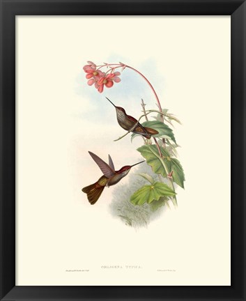 Framed Hummingbird Delight XI Print