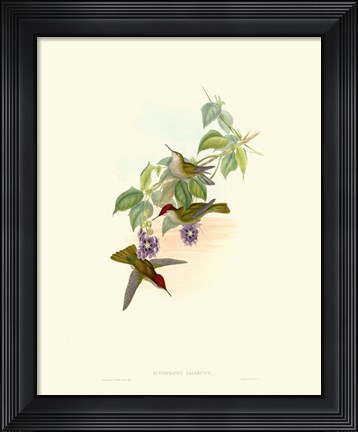 Framed Hummingbird Delight XII Print