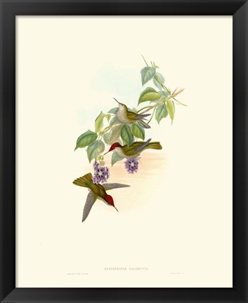 Framed Hummingbird Delight XII Print