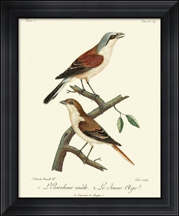 Framed Vintage French Birds I Print