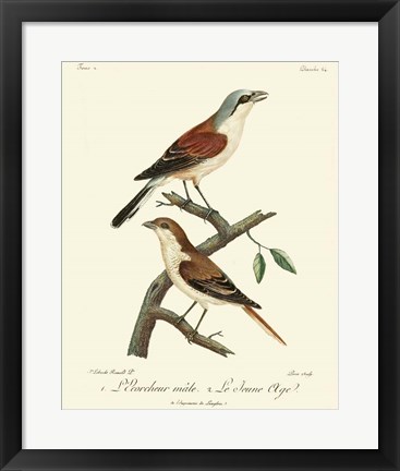 Framed Vintage French Birds I Print