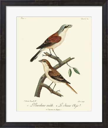 Framed Vintage French Birds I Print