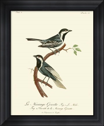Framed Vintage French Birds III Print