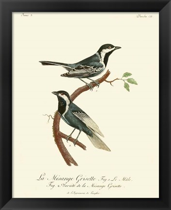 Framed Vintage French Birds III Print