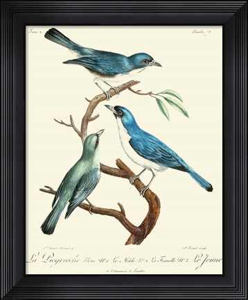 Framed Vintage French Birds IV Print