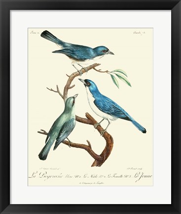 Framed Vintage French Birds IV Print