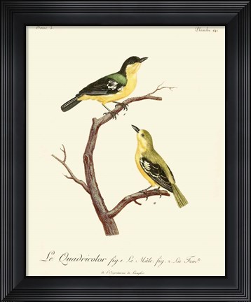 Framed Vintage French Birds V Print