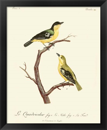 Framed Vintage French Birds V Print