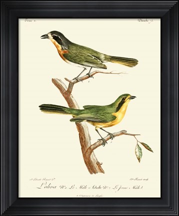 Framed Vintage French Birds VI Print
