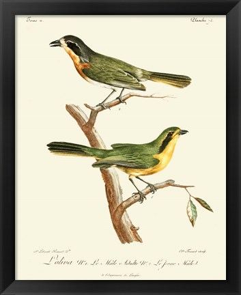 Framed Vintage French Birds VI Print