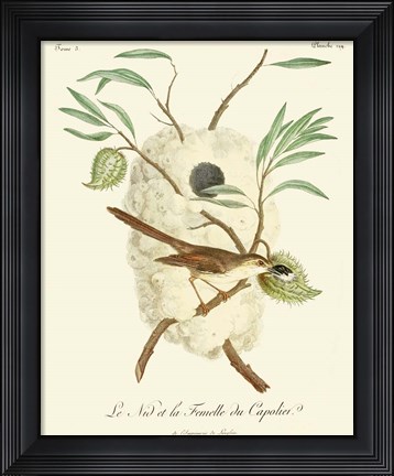 Framed Vintage French Birds VII Print