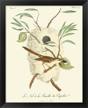 Framed Vintage French Birds VII Print