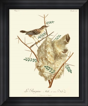Framed Vintage French Birds VIII Print