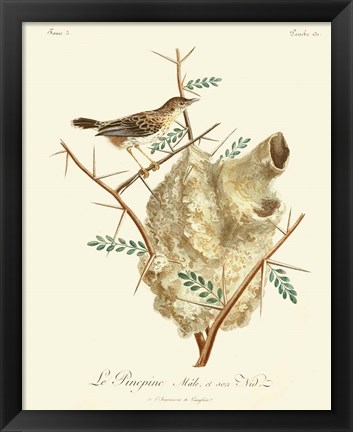 Framed Vintage French Birds VIII Print