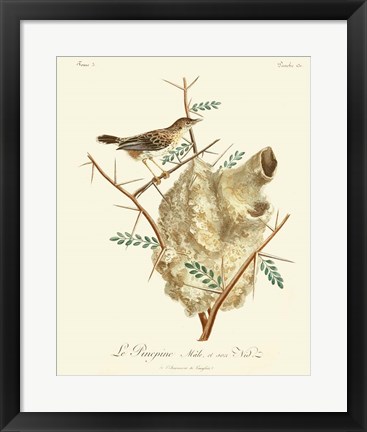 Framed Vintage French Birds VIII Print