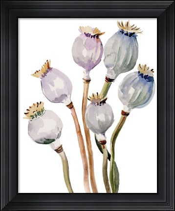 Framed Watercolor Poppy Pods I Print