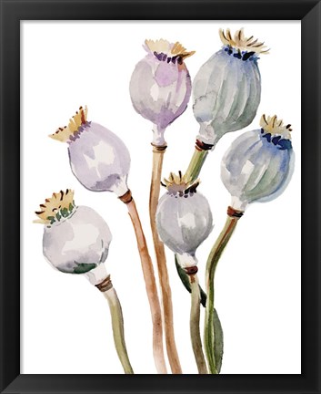 Framed Watercolor Poppy Pods I Print