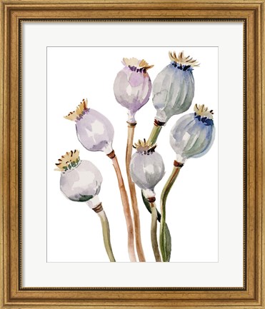 Framed Watercolor Poppy Pods I Print