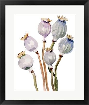 Framed Watercolor Poppy Pods I Print