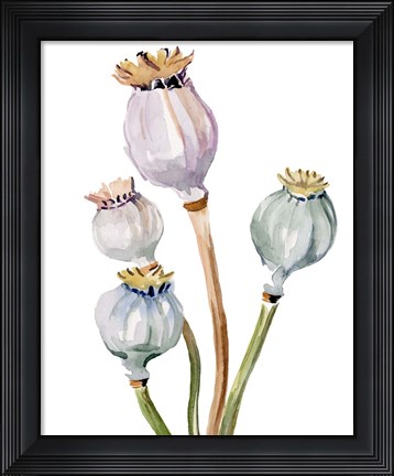 Framed Watercolor Poppy Pods II Print