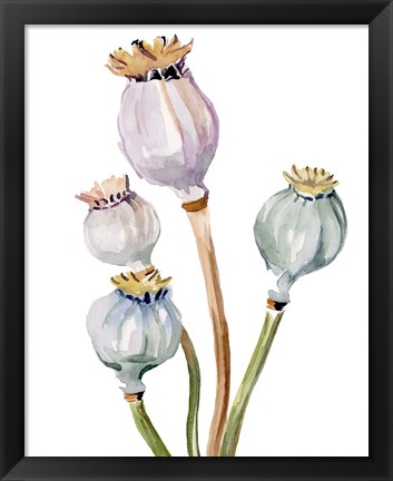 Framed Watercolor Poppy Pods II Print
