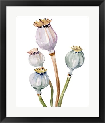Framed Watercolor Poppy Pods II Print