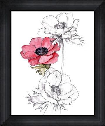Framed Anemone by Number II Print