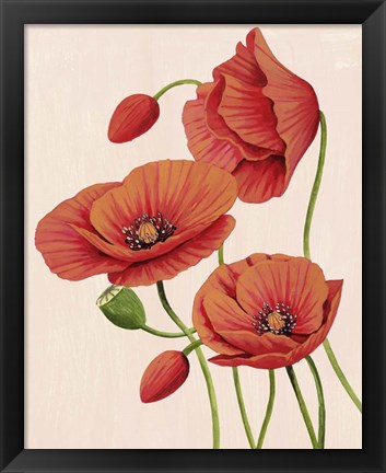 Framed Soft Coral Poppies II Print