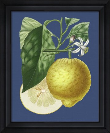 Framed French Lemon on Navy I Print