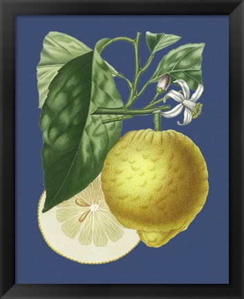 Framed French Lemon on Navy I Print