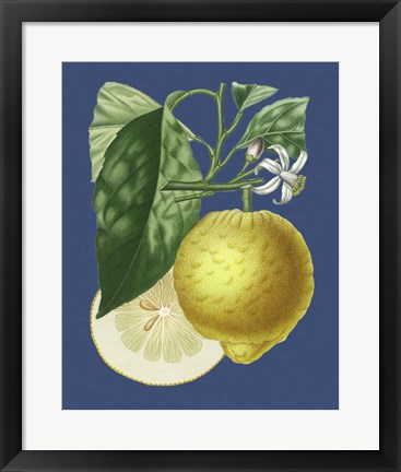 Framed French Lemon on Navy I Print