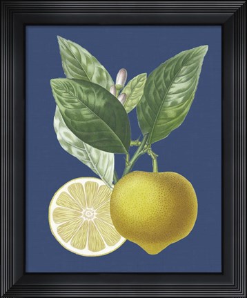 Framed French Lemon on Navy II Print