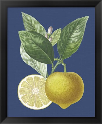 Framed French Lemon on Navy II Print