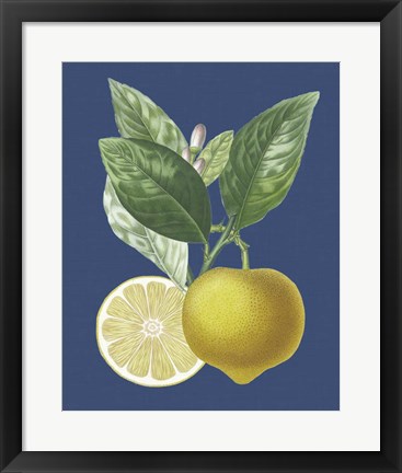 Framed French Lemon on Navy II Print