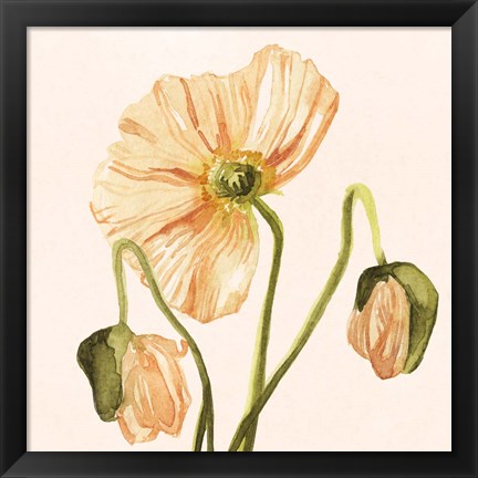 Framed Highpoint Poppies I Print