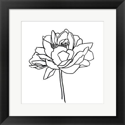 Framed Peony Contour II Print