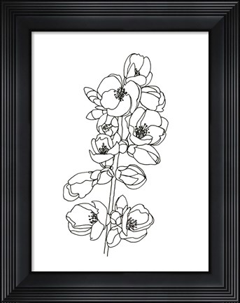 Framed Quince Blossom Contour I Print