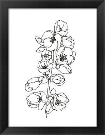 Framed Quince Blossom Contour I Print