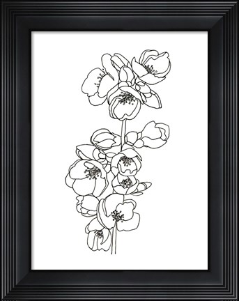 Framed Quince Blossom Contour II Print
