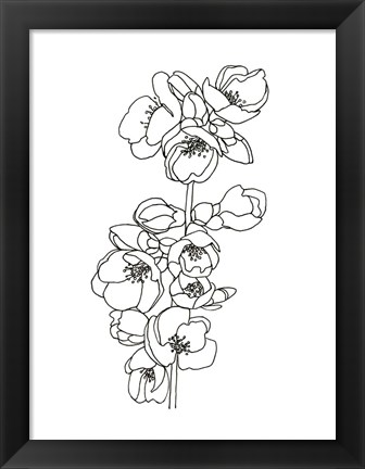 Framed Quince Blossom Contour II Print