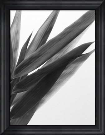 Framed B&amp;W Bamboo I Print