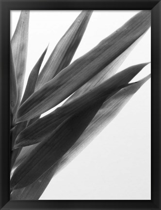 Framed B&amp;W Bamboo I Print