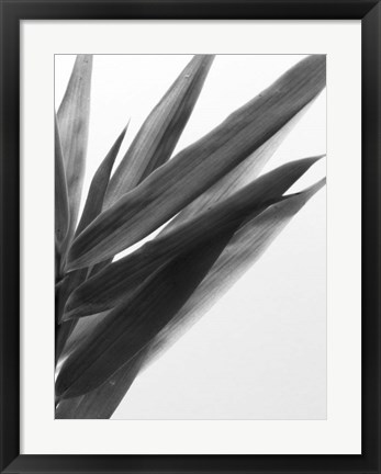 Framed B&amp;W Bamboo I Print