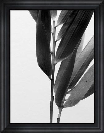Framed B&amp;W Bamboo II Print